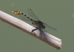 Dromogomphus spoliatus