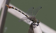 Phyllogomphoides stigmatus