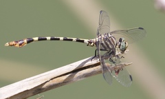 Phyllogomphoides stigmatus