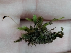 Fissidens