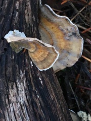 Trametes ochracea