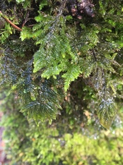 Dendroalsia abietina