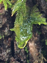 Dendroalsia abietina