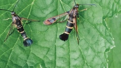 Synanthedon tipuliformis