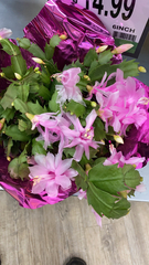 Schlumbergera truncata