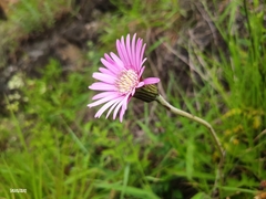 Chaptalia hieracioides
