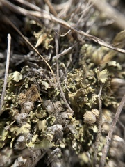 Cladonia robbinsii