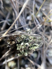 Cladonia robbinsii