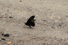 Battus polydamas polydamas