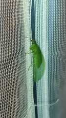 Drepanicus chrysopinus