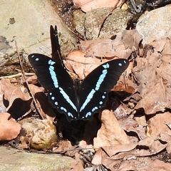 Papilio nireus