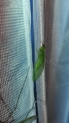 Drepanicus chrysopinus