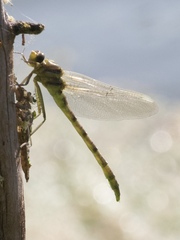 Phanogomphus militaris