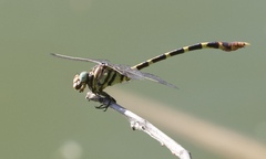 Phyllogomphoides stigmatus