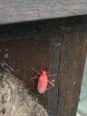 Leptocoris vicinus