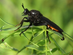 Ospriocerus
