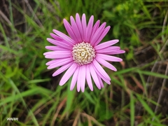 Chaptalia hieracioides
