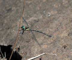 Eusynthemis nigra