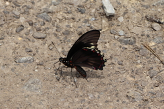 Battus polydamas polydamas