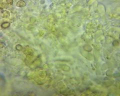 Pyrrhulomyces astragalinus