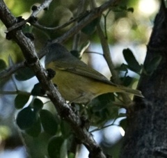 Leiothlypis ruficapilla