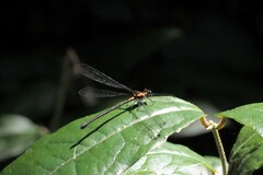 Austroargiolestes amabilis