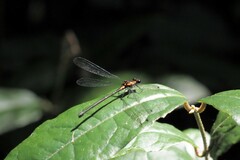 Austroargiolestes amabilis