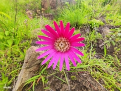 Chaptalia hieracioides