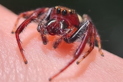 Opisthoncus quadratarius