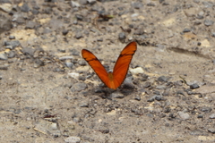 Dryas iulia moderata