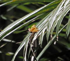 Heteronympha mirifica