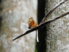 Heteronympha mirifica