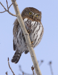 Glaucidium gnoma