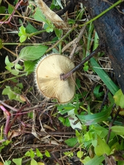 Lentinus