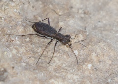 Parvindela celeripes