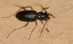 Tetracha virginica