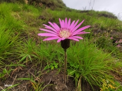Chaptalia hieracioides