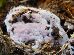 Punctularia atropurpurascens