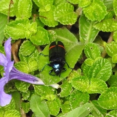 Conognatha