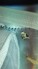 Chileulia stalactitis