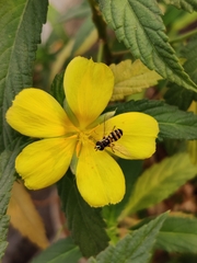 Ischiodon scutellaris