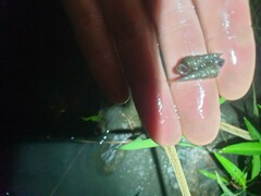 Semisulcospiridae