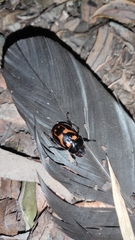 Oryctomorphus bimaculatus