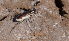 Eunota circumpicta