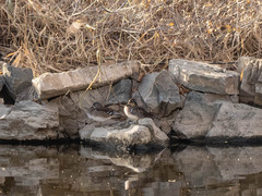 Sibirionetta formosa