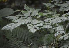 Actaea podocarpa