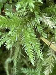 Pseudisothecium stoloniferum