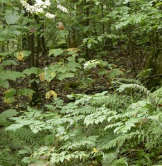 Actaea podocarpa