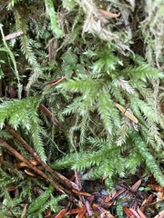 Pseudisothecium stoloniferum