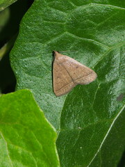 Simplicia cornicalis